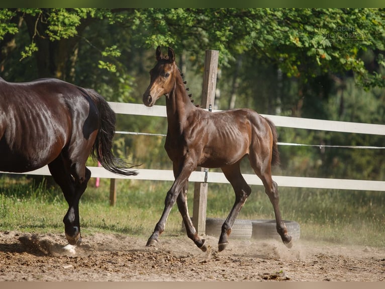 Polnisches Warmblut Stute 2 Jahre 170 cm Buckskin in Stropieszyn