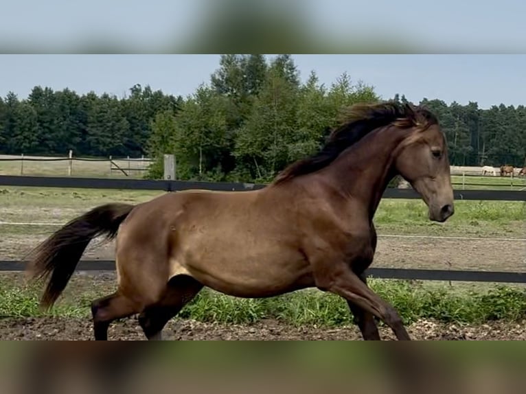 Polnisches Warmblut Stute 2 Jahre 170 cm Buckskin in Stropieszyn