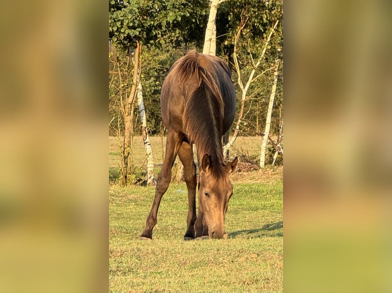 Polnisches Warmblut Stute 2 Jahre 170 cm Buckskin in Stropieszyn