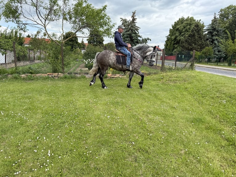Polnisches Warmblut Mix Stute 3 Jahre 155 cm Apfelschimmel in Gleina