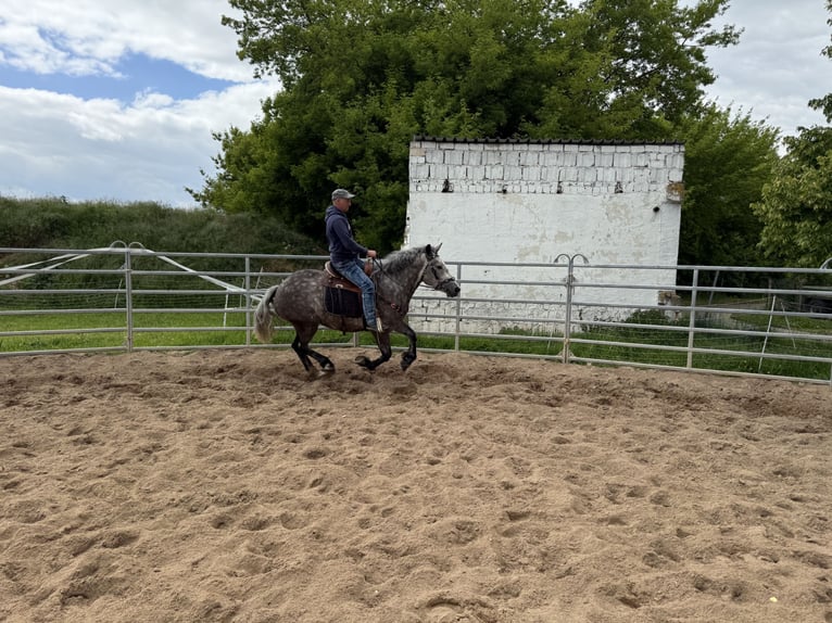 Polnisches Warmblut Mix Stute 3 Jahre 155 cm Apfelschimmel in Gleina