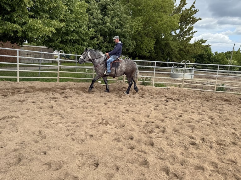 Polnisches Warmblut Mix Stute 3 Jahre 155 cm Apfelschimmel in Gleina