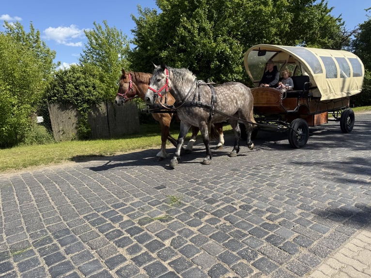 Polnisches Warmblut Mix Stute 3 Jahre 155 cm Apfelschimmel in Gleina
