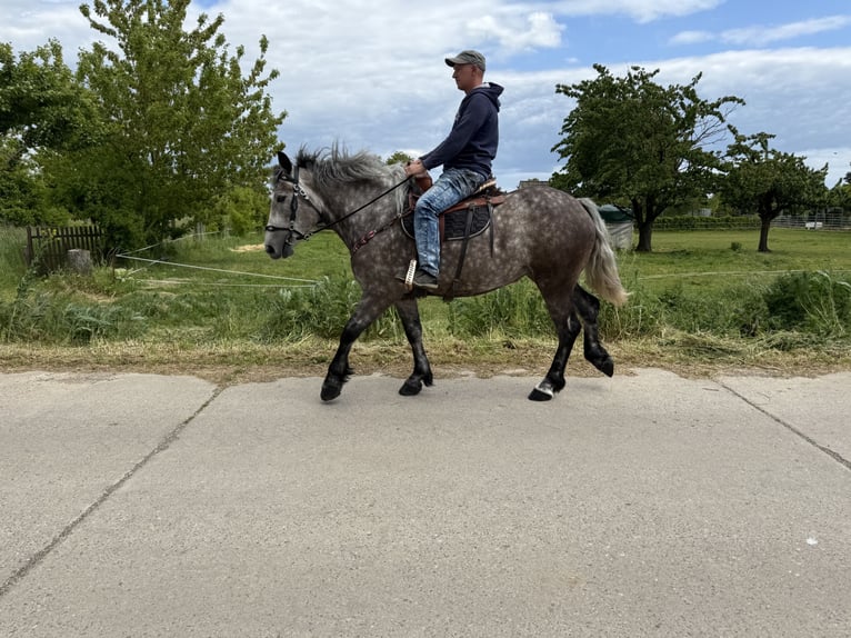 Polnisches Warmblut Mix Stute 3 Jahre 155 cm Apfelschimmel in Gleina