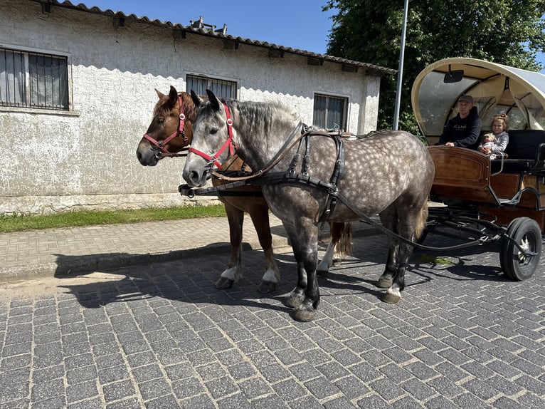 Polnisches Warmblut Mix Stute 3 Jahre 155 cm Apfelschimmel in Gleina
