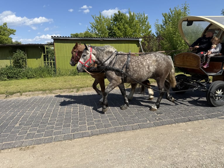 Polnisches Warmblut Mix Stute 3 Jahre 155 cm Apfelschimmel in Gleina