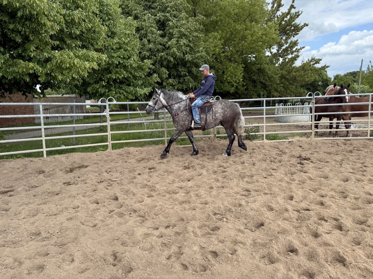 Polnisches Warmblut Mix Stute 3 Jahre 155 cm Apfelschimmel in Gleina