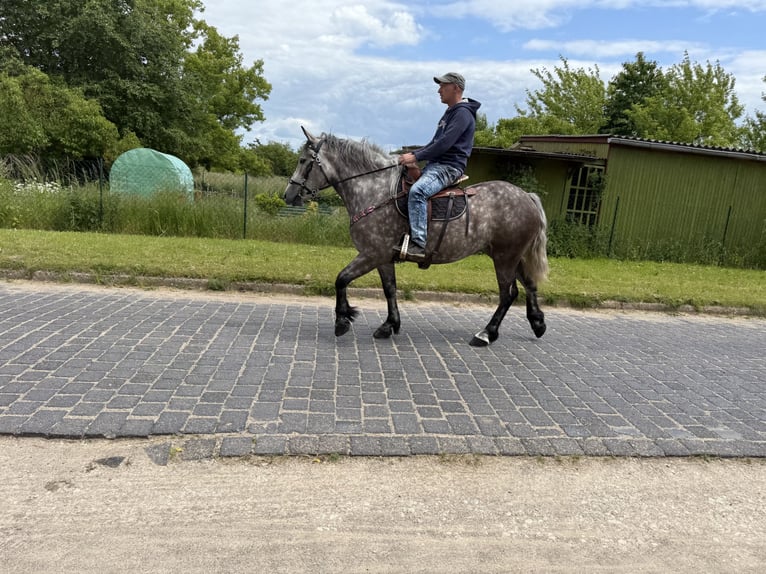 Polnisches Warmblut Mix Stute 3 Jahre 155 cm Apfelschimmel in Gleina