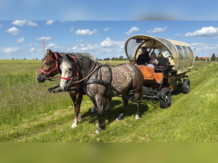 Polnisches Warmblut Mix Stute 3 Jahre 155 cm Apfelschimmel in Gleina