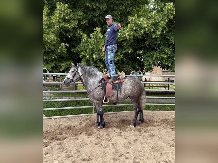 Polnisches Warmblut Mix Stute 3 Jahre 155 cm Apfelschimmel in Gleina