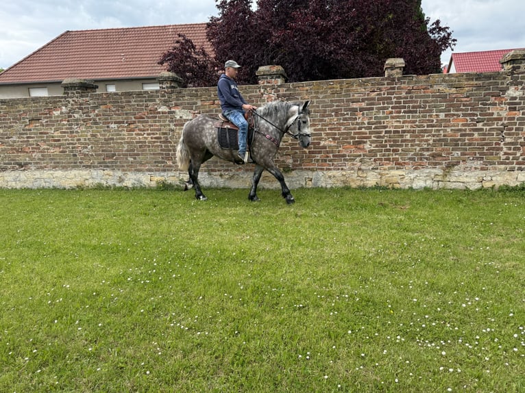 Polnisches Warmblut Mix Stute 3 Jahre 155 cm Apfelschimmel in Gleina