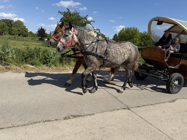 Polnisches Warmblut Mix Stute 3 Jahre 155 cm Apfelschimmel in Gleina