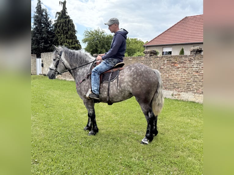 Polnisches Warmblut Mix Stute 3 Jahre 155 cm Apfelschimmel in Gleina