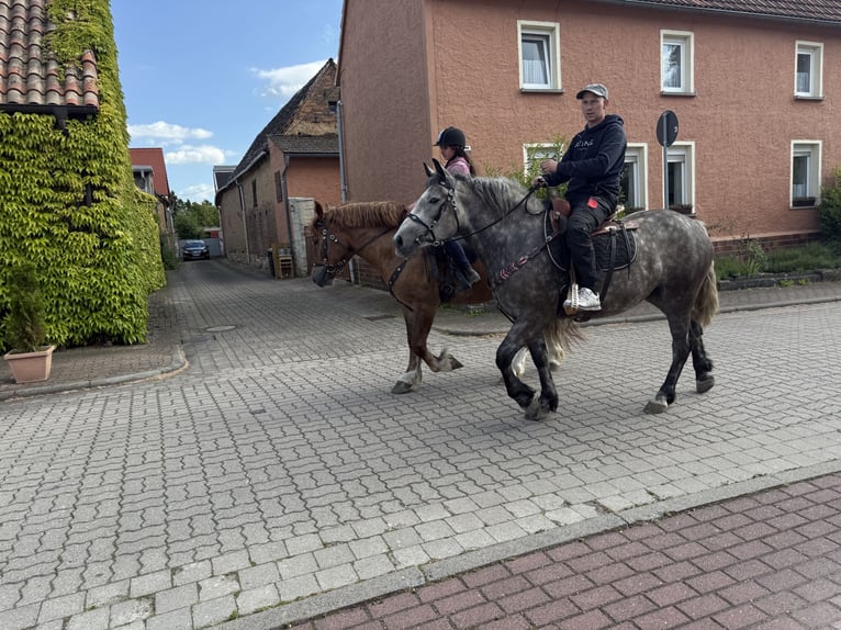 Polnisches Warmblut Mix Stute 3 Jahre 155 cm Apfelschimmel in Gleina