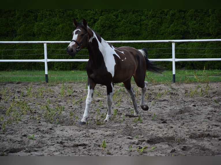 Polnisches Warmblut Stute 3 Jahre 157 cm Schecke in Che&#x142;mno