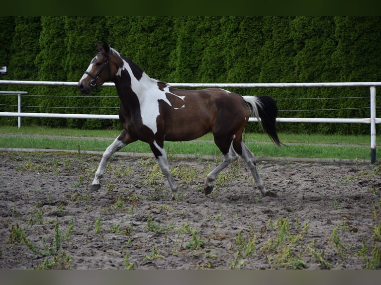 Polnisches Warmblut Stute 3 Jahre 157 cm Schecke in Che&#x142;mno