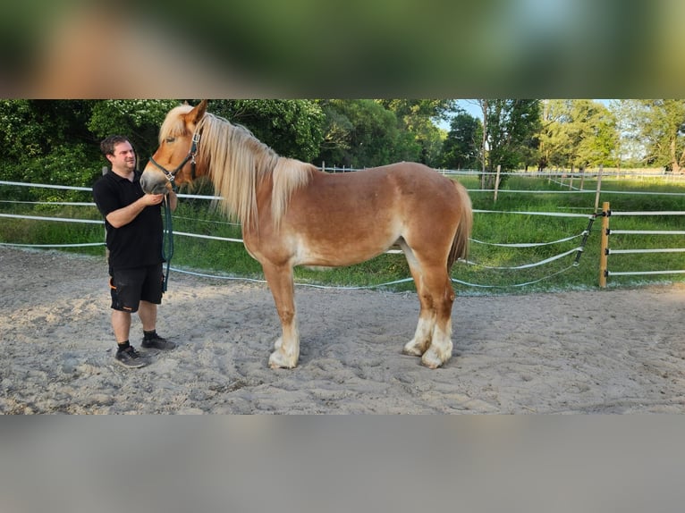 Polnisches Warmblut Mix Stute 3 Jahre 159 cm Fuchs in Stadecken-Elsheim
