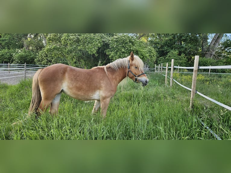 Polnisches Warmblut Mix Stute 3 Jahre 159 cm Fuchs in Stadecken-Elsheim