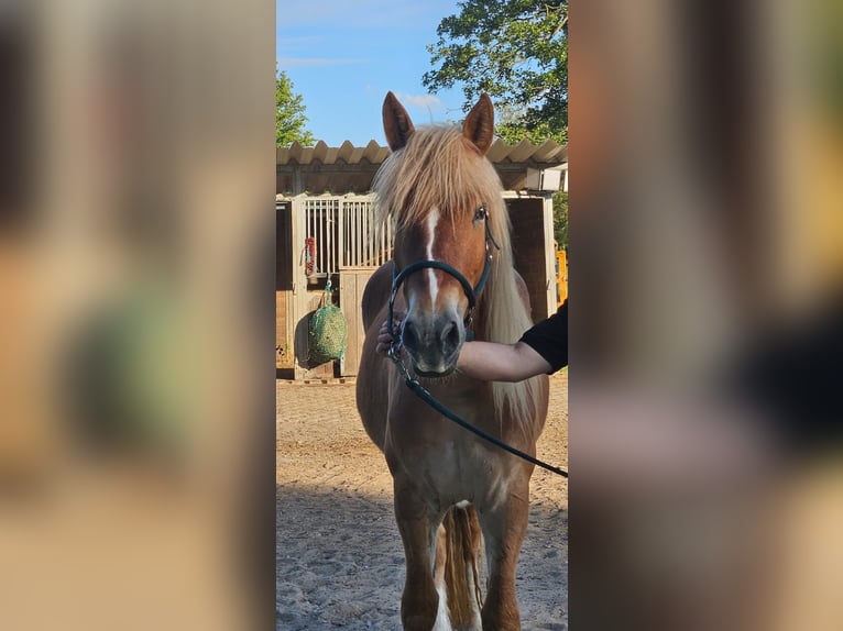 Polnisches Warmblut Mix Stute 3 Jahre 159 cm Fuchs in Stadecken-Elsheim