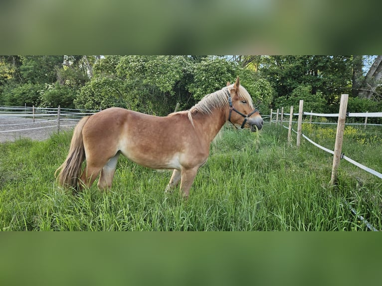 Polnisches Warmblut Mix Stute 3 Jahre 159 cm Fuchs in Stadecken-Elsheim