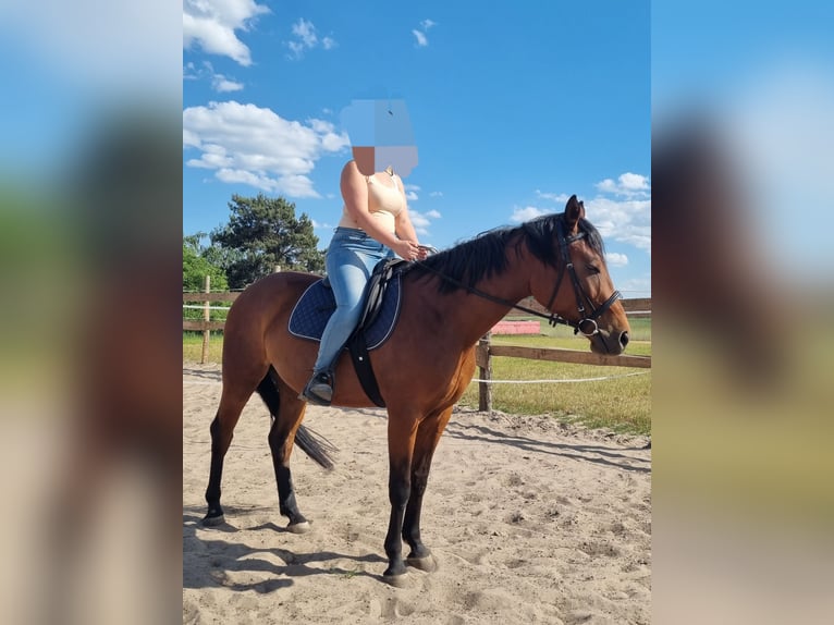 Polnisches Warmblut Stute 3 Jahre 160 cm Brauner in Sulęcinek