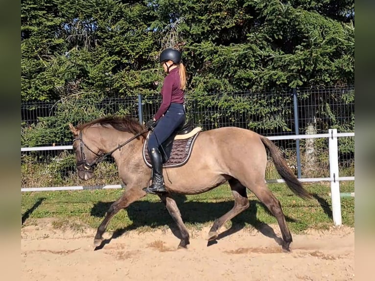 Polnisches Warmblut Mix Stute 3 Jahre 162 cm Falbe in Forst