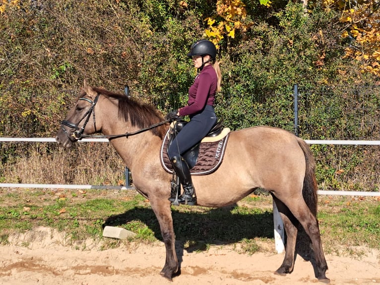 Polnisches Warmblut Mix Stute 3 Jahre 162 cm Falbe in Forst