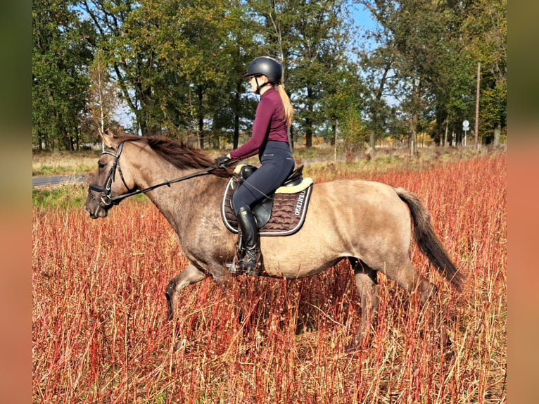 Polnisches Warmblut Mix Stute 3 Jahre 162 cm Falbe in Forst