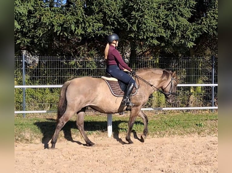 Polnisches Warmblut Mix Stute 3 Jahre 162 cm Falbe in Forst