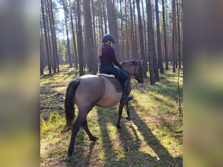 Polnisches Warmblut Mix Stute 3 Jahre 162 cm Falbe in Forst