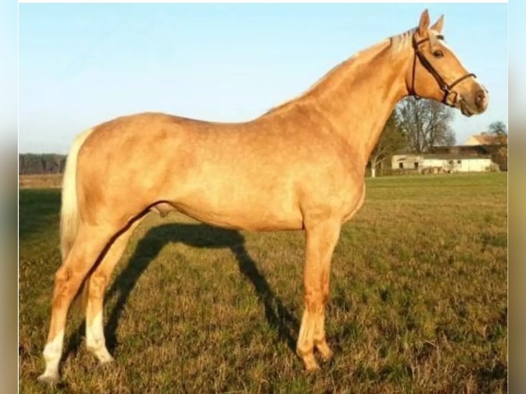 Polnisches Warmblut Mix Stute 3 Jahre 162 cm Falbe in Forst