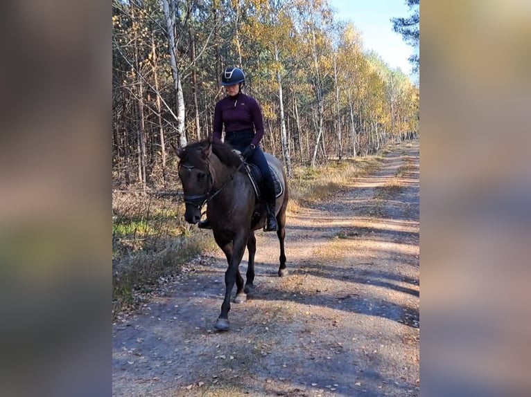 Polnisches Warmblut Mix Stute 3 Jahre 162 cm Falbe in Forst