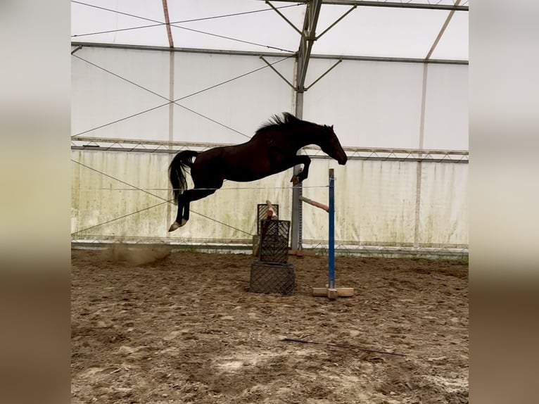 Polnisches Warmblut Stute 3 Jahre 172 cm Rappe in Pulawy