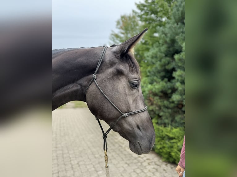 Polnisches Warmblut Stute 3 Jahre 172 cm Rappe in Pulawy