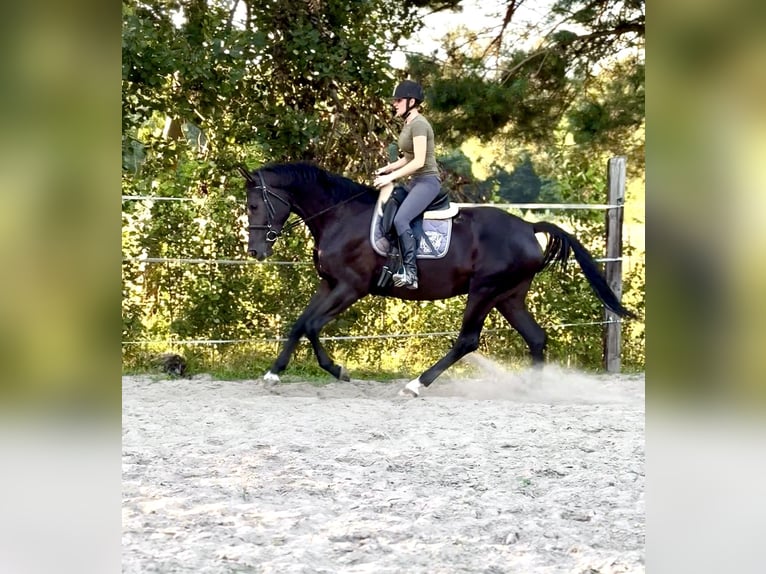 Polnisches Warmblut Stute 3 Jahre 172 cm Rappe in Pulawy