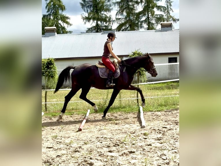 Polnisches Warmblut Stute 3 Jahre 172 cm Rappe in Pulawy