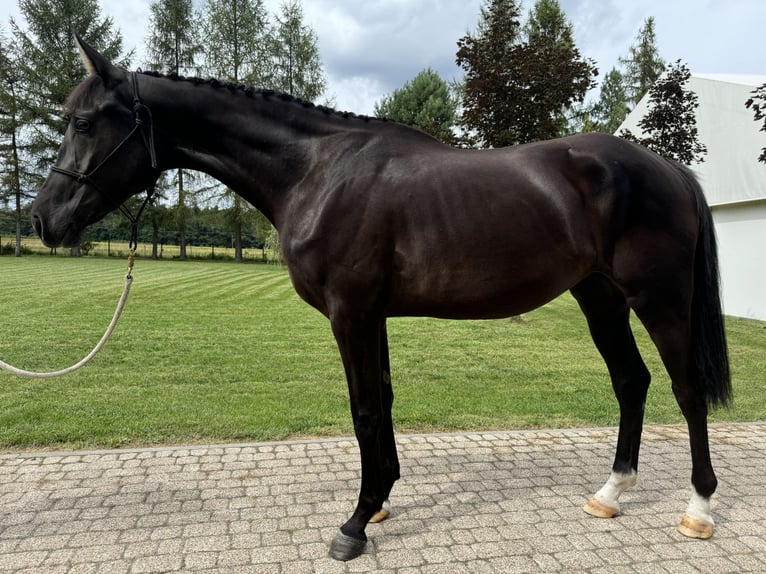 Polnisches Warmblut Stute 3 Jahre 172 cm Rappe in Pulawy