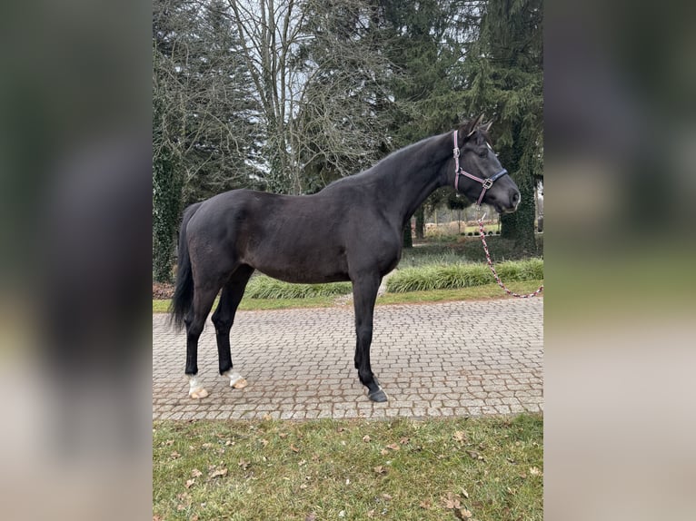 Polnisches Warmblut Stute 3 Jahre 172 cm Rappe in Pulawy