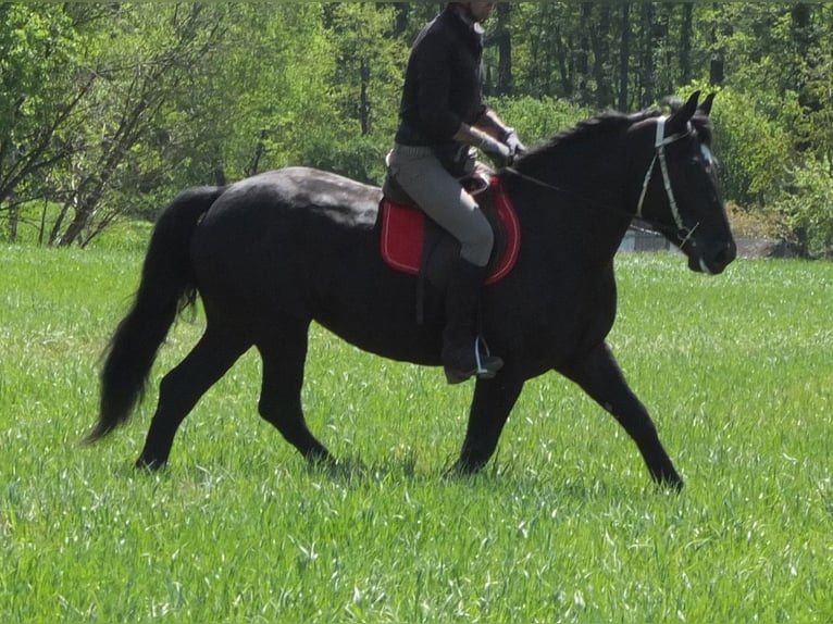 Polnisches Warmblut Stute 4 Jahre 157 cm Rappe in Buttstädt