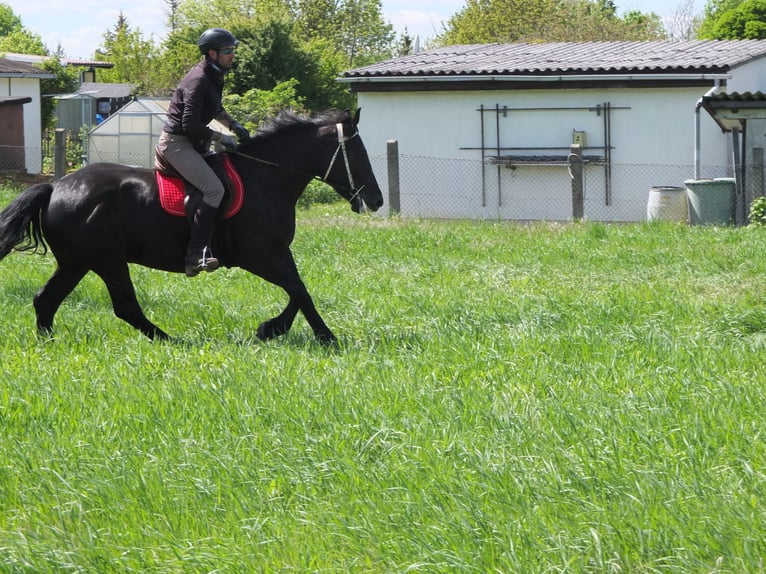 Polnisches Warmblut Stute 4 Jahre 157 cm Rappe in Buttstädt