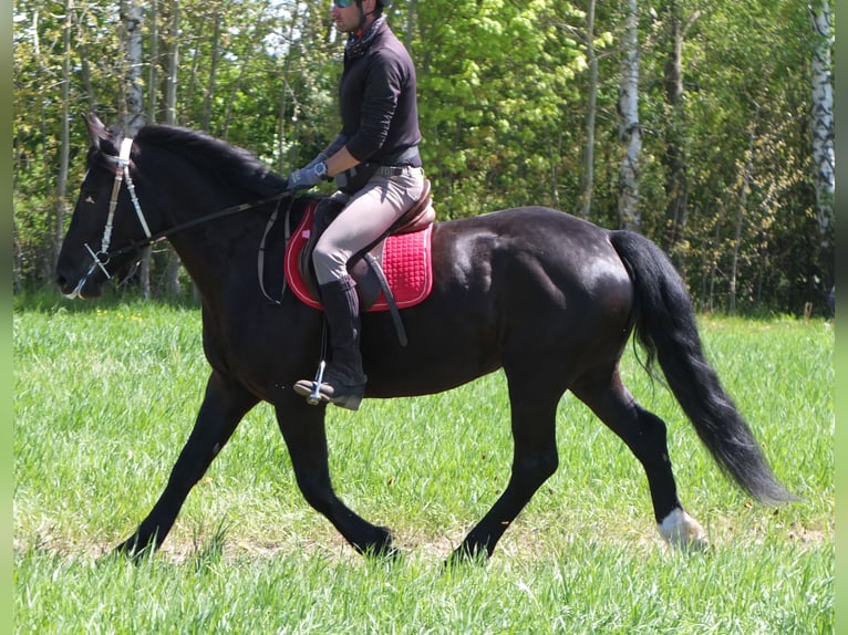 Polnisches Warmblut Stute 4 Jahre 157 cm Rappe in Buttstädt