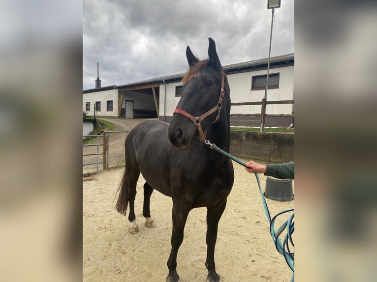 Polnisches Warmblut Stute 4 Jahre 163 cm Dunkelbrauner in Odenthal