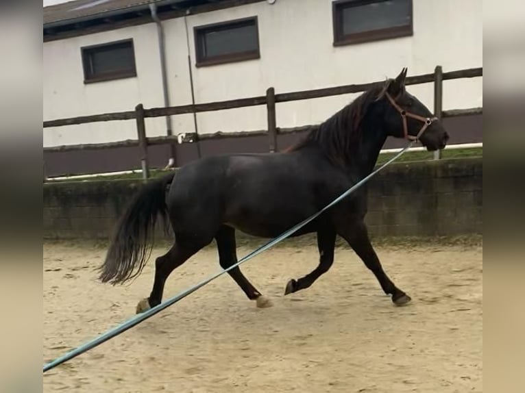 Polnisches Warmblut Stute 4 Jahre 163 cm Dunkelbrauner in Odenthal