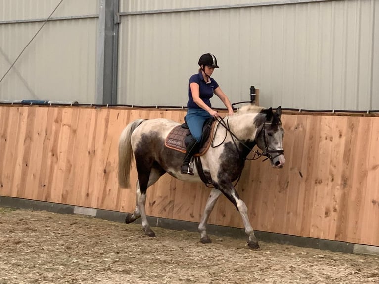 Polnisches Warmblut Stute 4 Jahre 163 cm Schecke in Chełmno