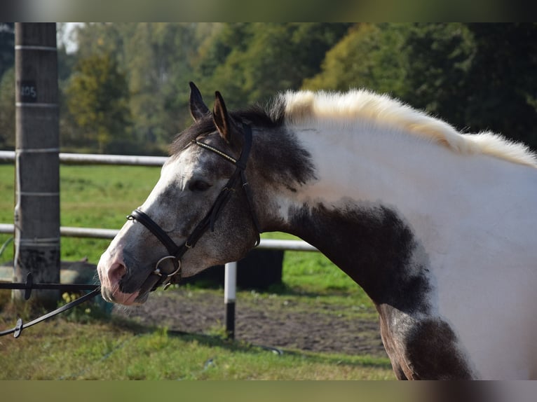 Polnisches Warmblut Stute 4 Jahre 163 cm Schecke in Chełmno