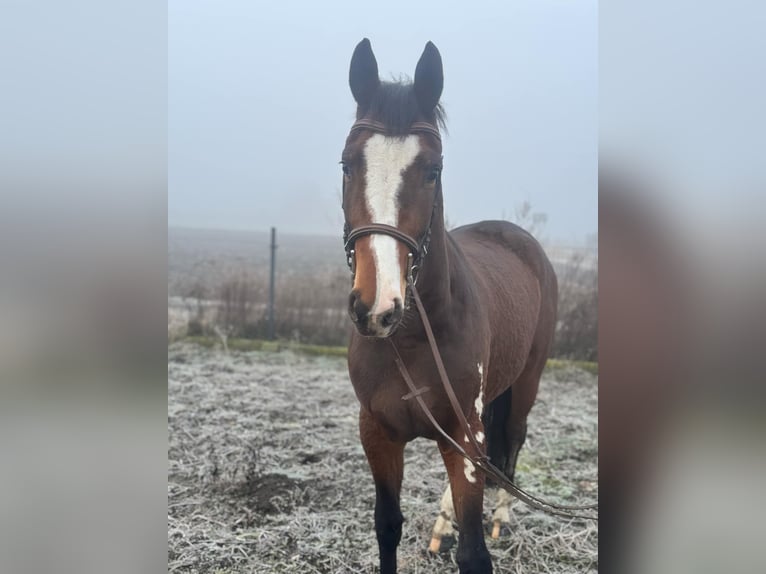 Polnisches Warmblut Stute 4 Jahre 165 cm Rotbrauner in Anielin