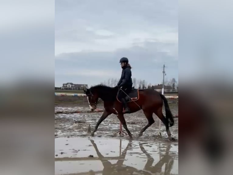 Polnisches Warmblut Stute 4 Jahre 165 cm Rotbrauner in Anielin