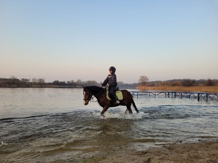 Polnisches Warmblut Stute 4 Jahre 165 cm Rotbrauner in GNIEZNO