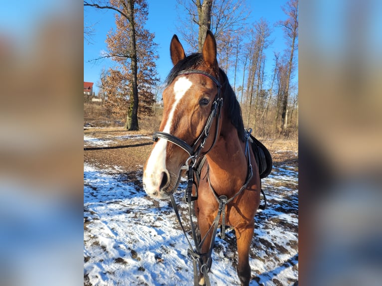 Polnisches Warmblut Stute 4 Jahre 165 cm Rotbrauner in GNIEZNO
