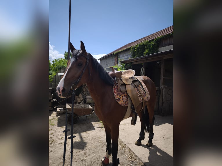 Polnisches Warmblut Stute 4 Jahre 165 cm Rotbrauner in GNIEZNO